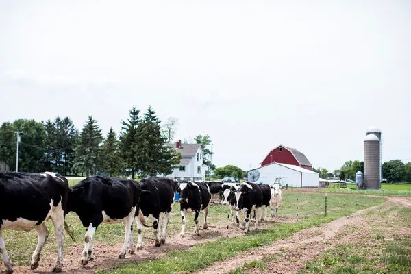 New Mexico Dairy Farmers Win $34M Antitrust Deal