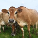 New Report Lays Out 5-Point Plan for Dairy Growth