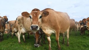 New Report Lays Out 5-Point Plan for Dairy Growth