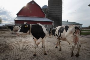 Ohio Raw Milk Debate Heats Up in Statehouse