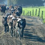 Surge in New Zealand Dairy Farm Sales Signals Sector's Strong Momentum