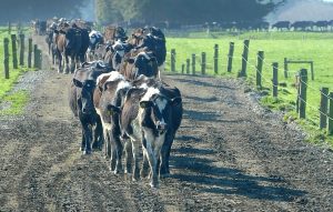 Surge in New Zealand Dairy Farm Sales Signals Sector's Strong Momentum