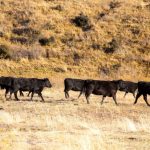 TB Recurrence Strikes NZ’s Largest Farm