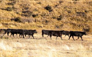 TB Recurrence Strikes NZ’s Largest Farm
