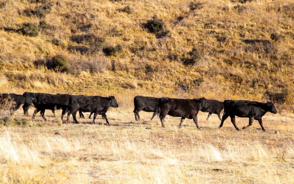 TB Recurrence Strikes NZ’s Largest Farm
