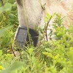 Tech Revolutionizing Vermont Dairy