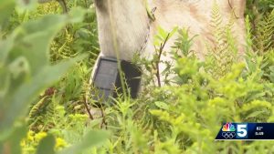 Tech Revolutionizing Vermont Dairy