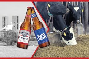 The Future of Dairy Is Brew and Moo