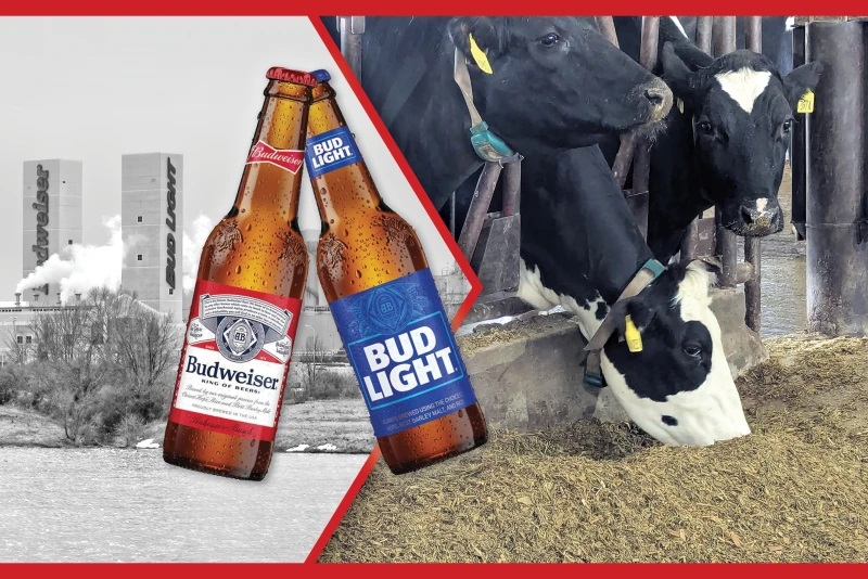 The Future of Dairy Is Brew and Moo