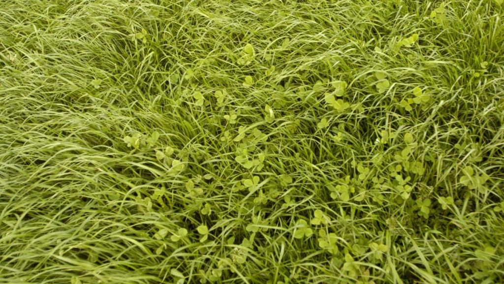 The Hidden Dangers in Lush Spring Pastures
