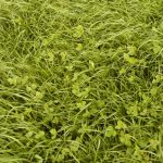 The Hidden Dangers in Lush Spring Pastures