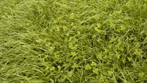 The Hidden Dangers in Lush Spring Pastures