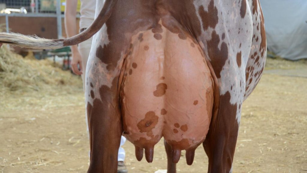 The New Carbon Protocol for Dairy