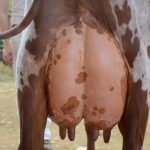 The New Carbon Protocol for Dairy