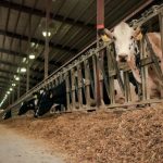 The Next Frontier Encapsulated Cow Feed