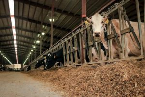 The Next Frontier Encapsulated Cow Feed