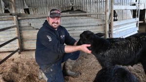 The Rise of the Buffalo A New Dairy Niche