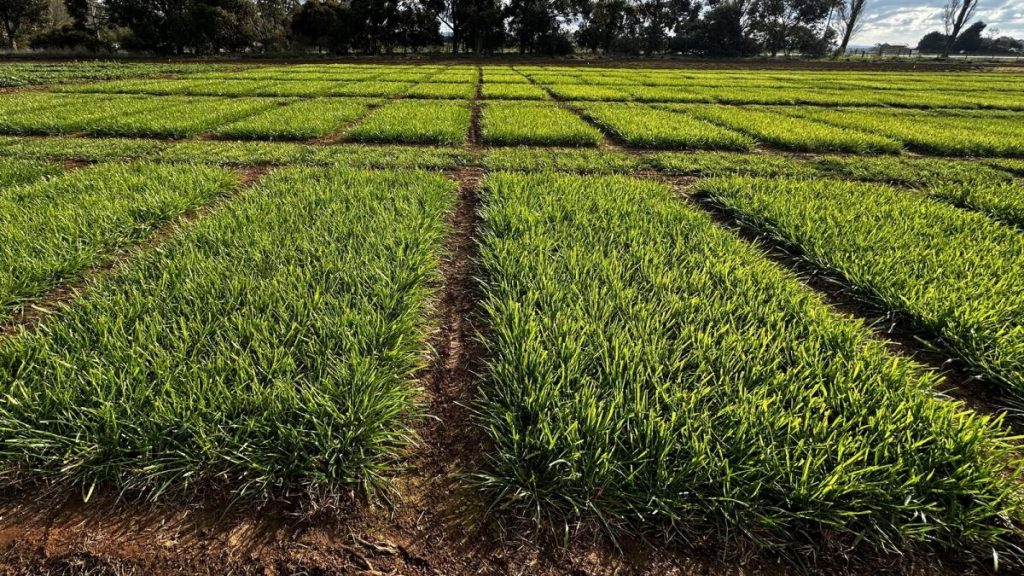 Tough Seasons These Pastures Thrived