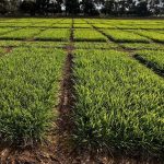 Tough Seasons These Pastures Thrived
