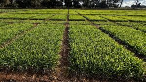 Tough Seasons These Pastures Thrived