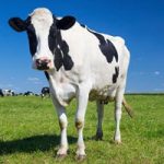 US Dairy's Future Looks Bright $10B Investment Spurs Growth