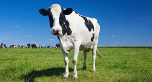US Dairy's Future Looks Bright $10B Investment Spurs Growth