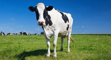 US Dairy's Future Looks Bright $10B Investment Spurs Growth