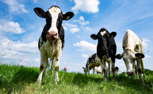US investigates Canadian dairy protein dumping claims
