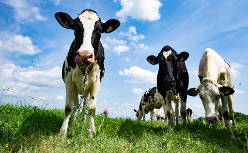 US investigates Canadian dairy protein dumping claims