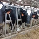 USDA Forecast More Dairy Cows, More Milk, What's Next