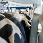 UW Madison Tracks Avian Flu Presence in U.S. Dairy Milk