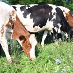 Why Pasture-Based Dairies Are Making a Comeback