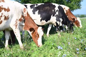 Why Pasture-Based Dairies Are Making a Comeback