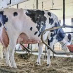 Dairy Dairies Unite A Story of Solidarity After a Storm