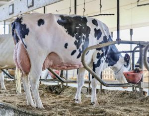 Dairy Dairies Unite A Story of Solidarity After a Storm