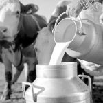 Dairy Disaster Averted How Two States Saved the Milk Supply