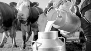 Dairy Disaster Averted How Two States Saved the Milk Supply
