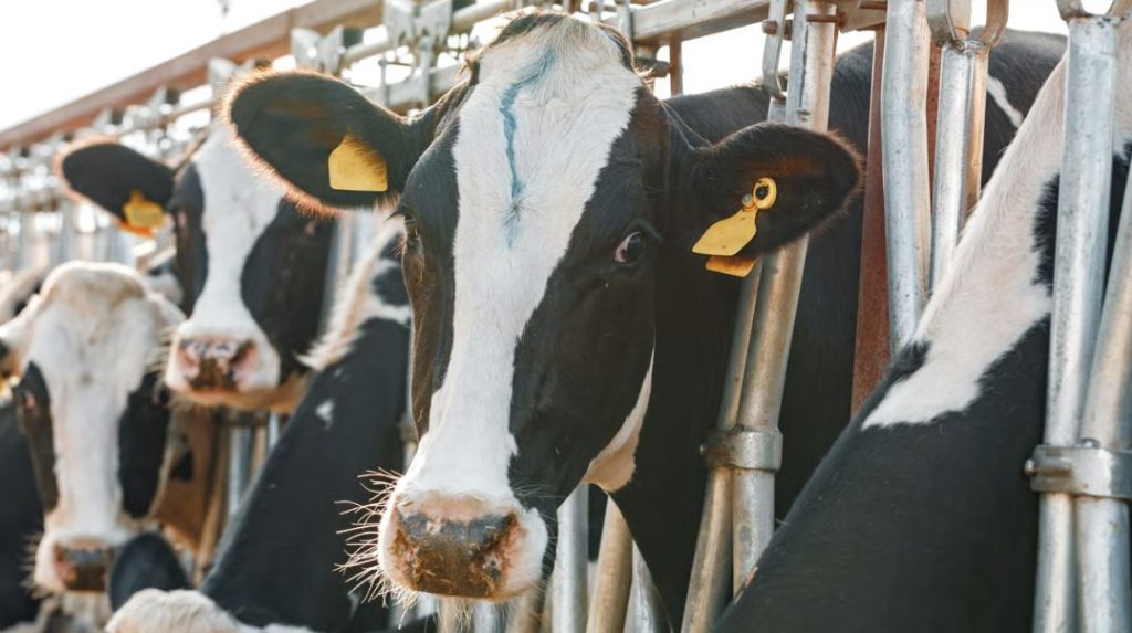EU Opens Doors for US Dairy A New Market Challenge