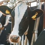 EU Opens Doors for US Dairy A New Market Challenge
