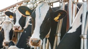 EU Opens Doors for US Dairy A New Market Challenge