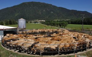 Global Milk Surge Could Test Pricing in Dairy's New Era