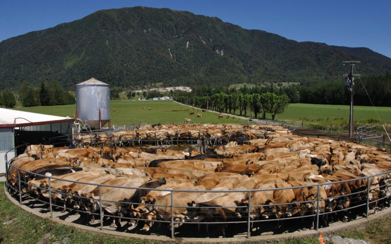Global Milk Surge Could Test Pricing in Dairy's New Era