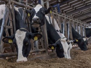 Ireland's Fodder Bonanza UK's Winter Lifeline