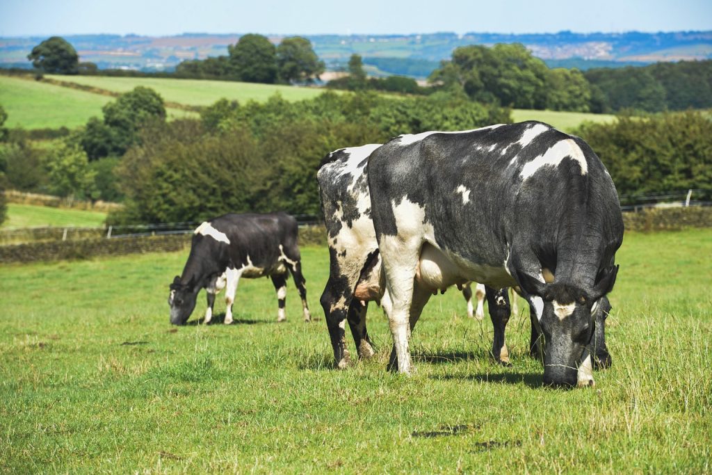 Ireland's High-Stakes EU Showdown for Its Dairy