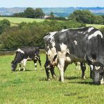 Ireland's High-Stakes EU Showdown for Its Dairy
