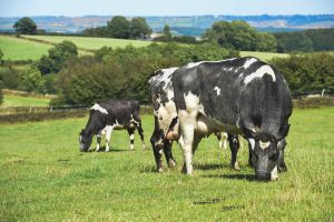 Ireland's High-Stakes EU Showdown for Its Dairy