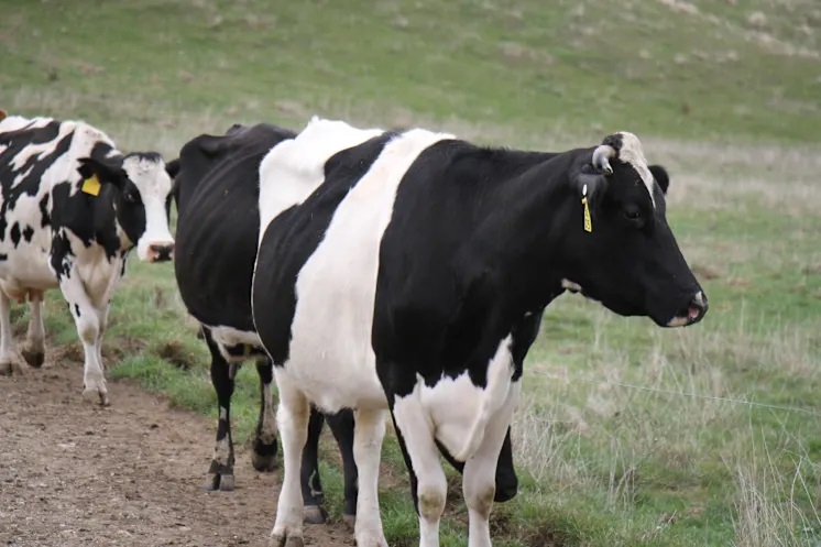 Lactalis's $3.48B Acquisition Threatens Iconic Brands