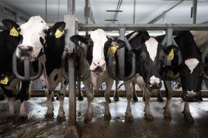 Local Regulations Threaten Dairy Farms The Wisconsin Debate