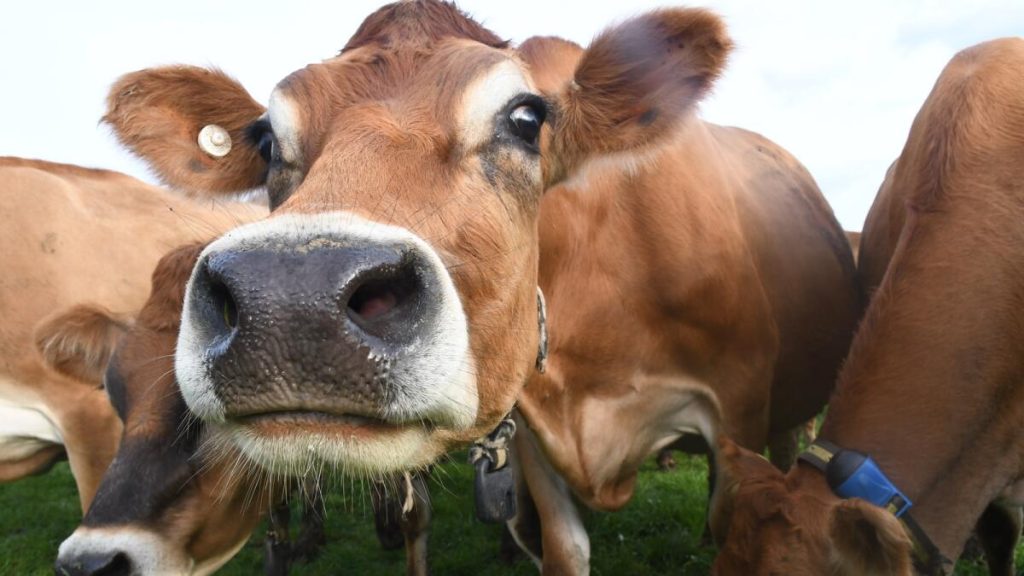 Lower Milk Volumes What It Means For Your Payout