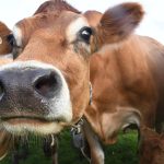 Lower Milk Volumes What It Means For Your Payout